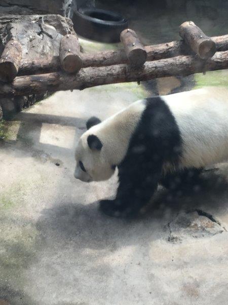 北京、北京旅行、パンダ
