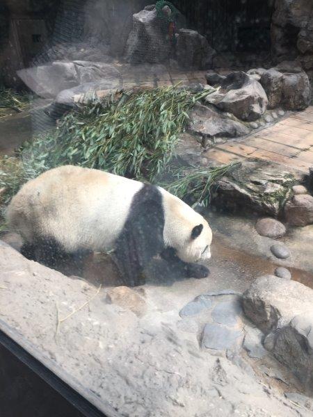 北京、北京旅行、パンダ