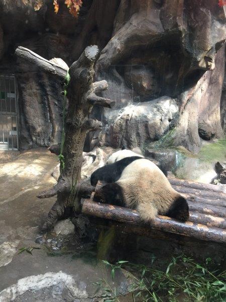 北京、北京旅行、パンダ