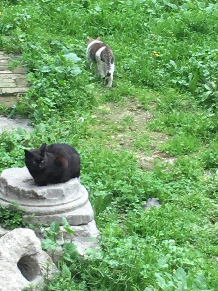 イタリア、アルジェンティーナ神殿跡、野良猫保護区