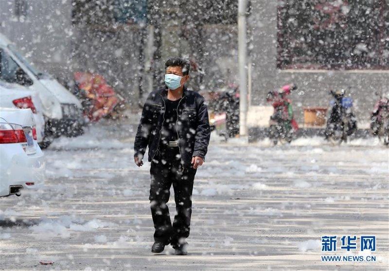 北京、旅行、ポプラの綿毛