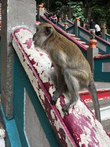 マレーシア、旅行、クアラルンプール、バドゥ洞窟、猿