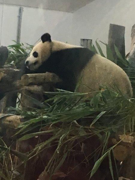 中国、広州、深圳、旅行、動物園、パンダ