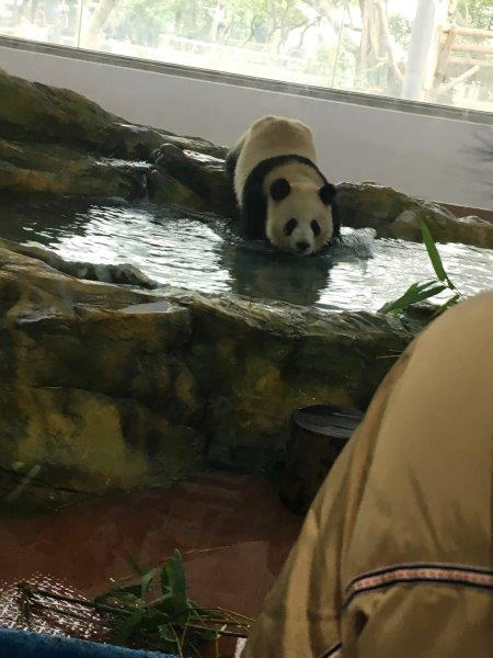 中国、広州、深圳、旅行、動物園