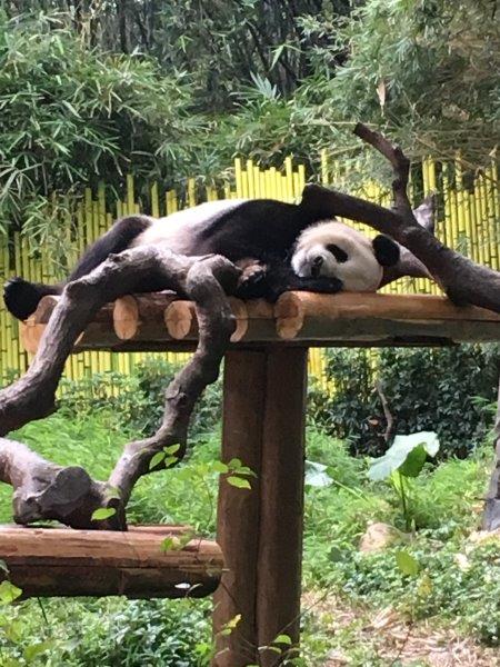 中国、広州、深圳、旅行、動物園、パンダ