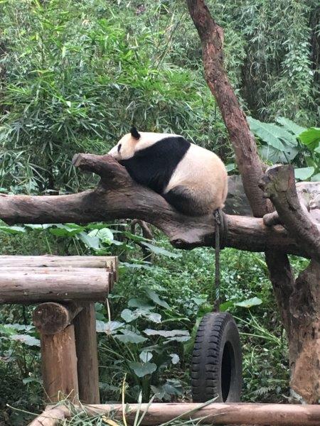 中国、広州、深圳、旅行、動物園、パンダ