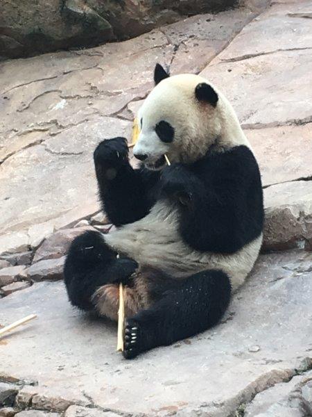 中国、広州、深圳、旅行、動物園、パンダ
