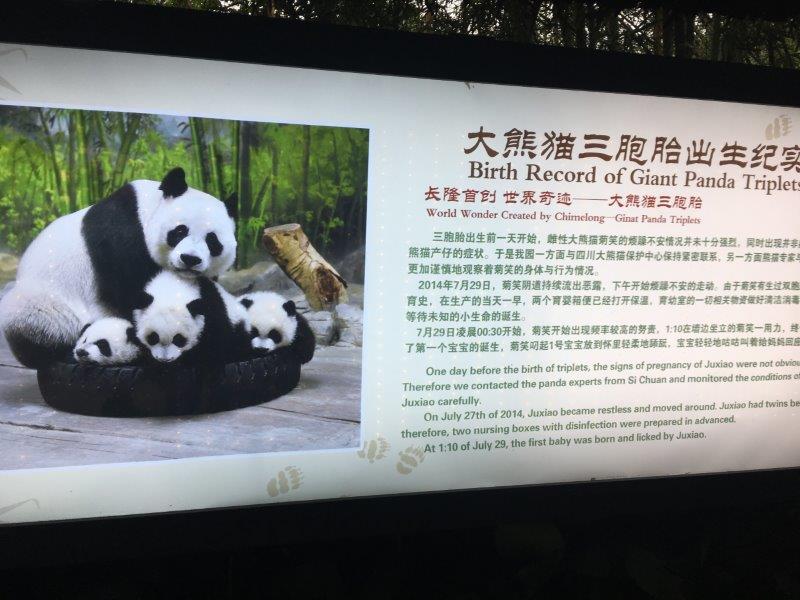 中国、広州、深圳、旅行、動物園、パンダ