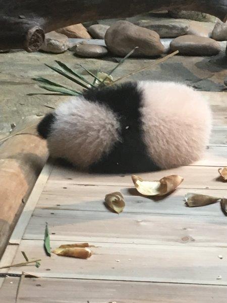 中国、広州、深圳、旅行、動物園、パンダ