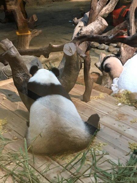中国、広州、深圳、旅行、動物園、パンダ