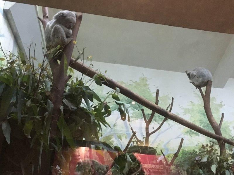 中国、広州、深圳、旅行、動物園、コアラ