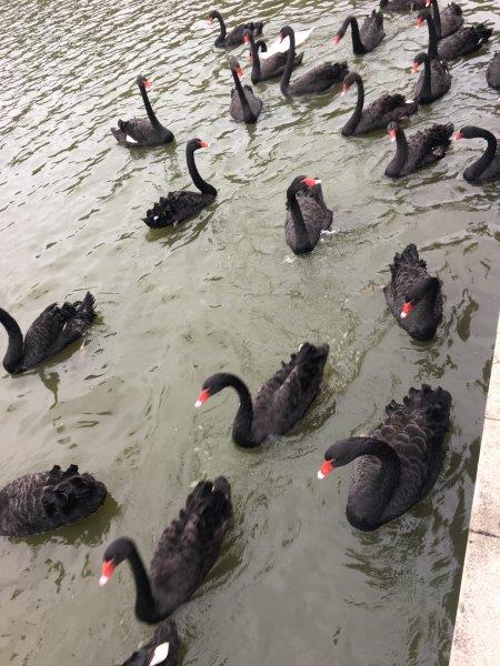 中国、広州、深圳、旅行、動物園、ブラックスワン