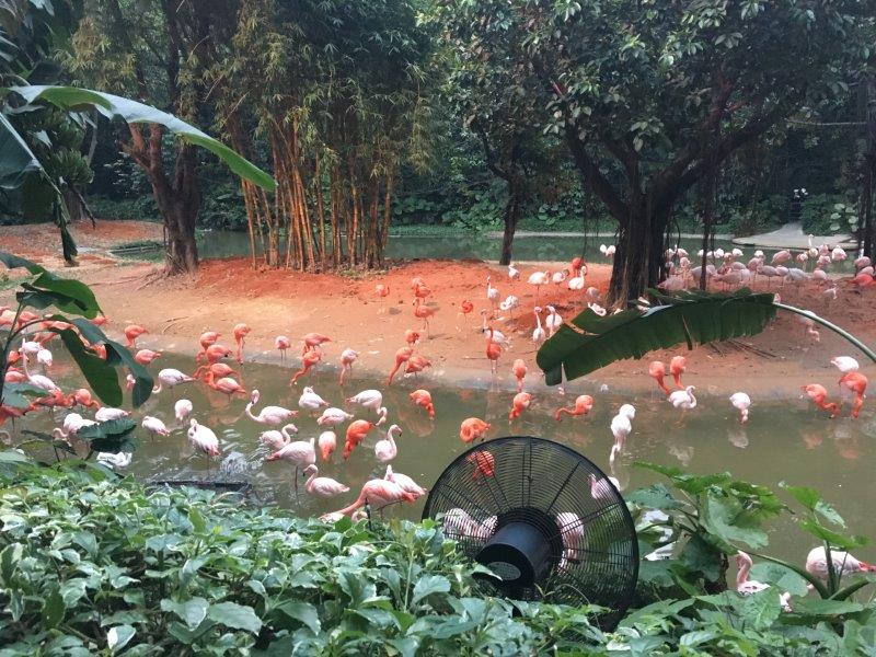 中国、広州、深圳、旅行、動物園、フラミンゴ