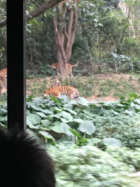 中国、広州、深圳、旅行、動物園、サファリエリア