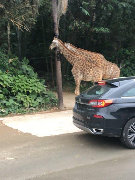 中国、広州、深圳、旅行、動物園、サファリエリア